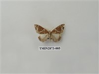 藏品(尺蛾600)的圖片